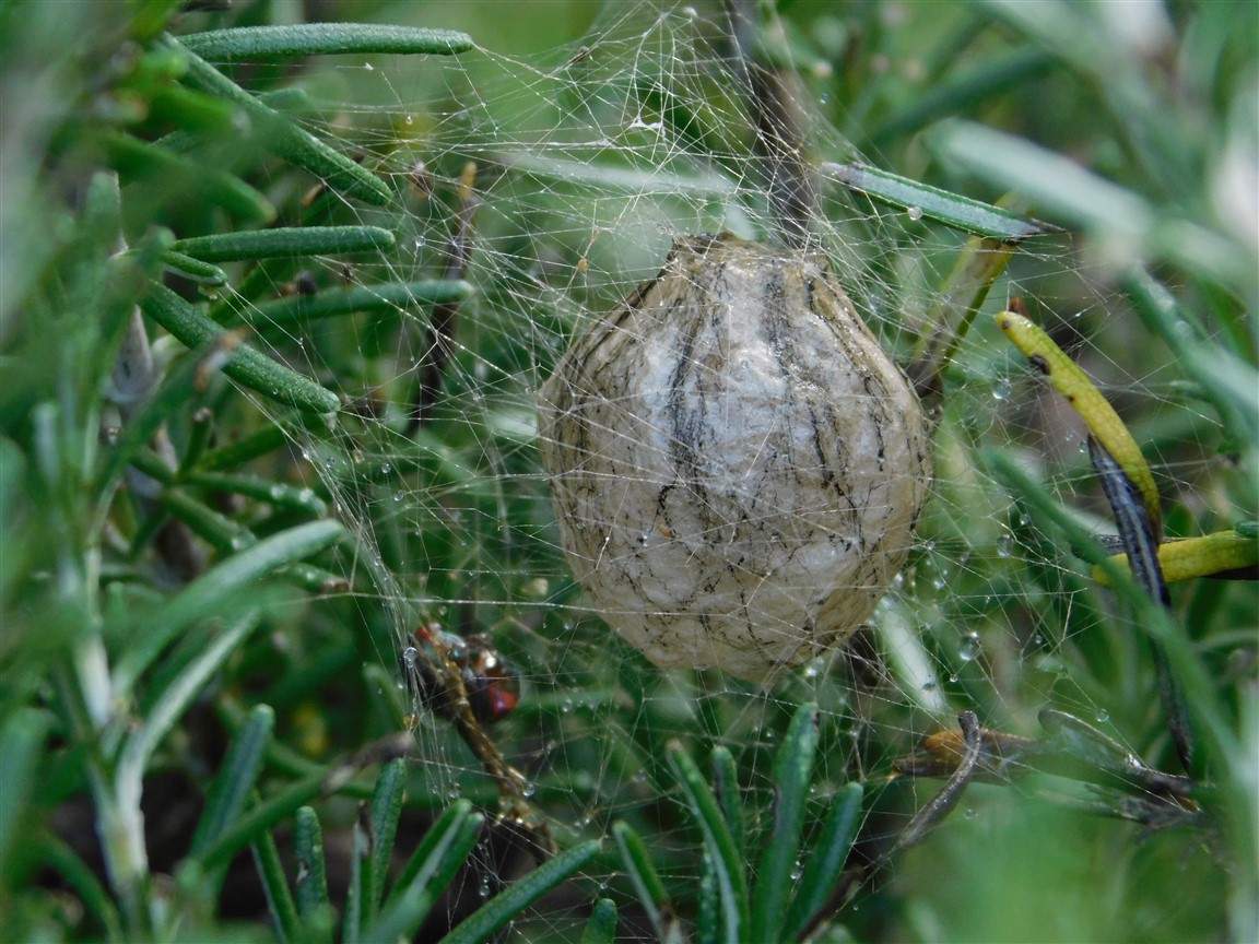 Ooteca di Araneidae ? S, di Argiope sp- - prov. PC